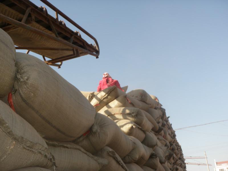 供應(yīng)種蘑菇的豆秸粉  種蘑菇的豆秸粉供貨商  種蘑菇的豆秸粉