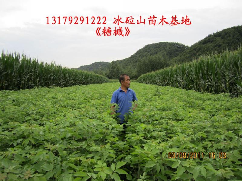 供應(yīng)糖槭苗130-170公分