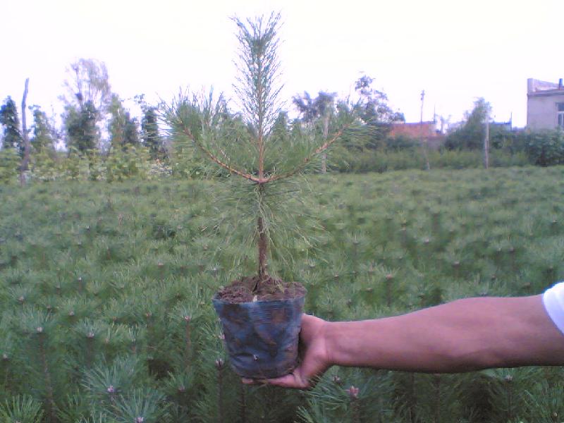 樟子松三年生苗樟子松3年苗圖片