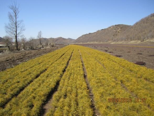 中國樟子松樟子松貼吧樟子松樹苗圖片