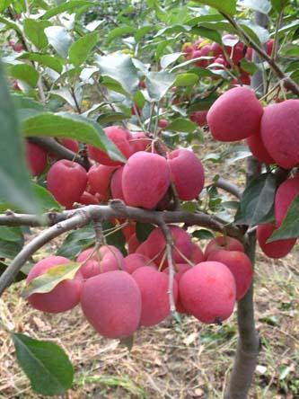 供應(yīng)山桃稠李遼寧山桃稠李山桃稠李小苗：13179291222