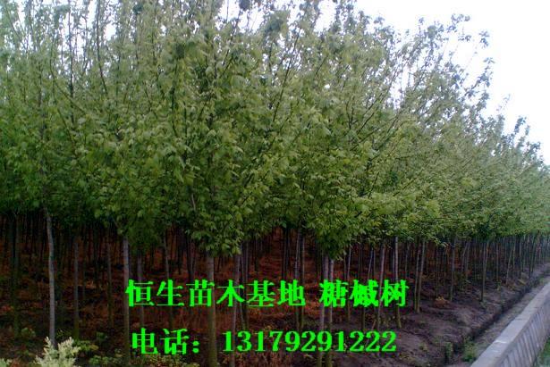 優(yōu)質(zhì)糖槭苗糖槭樹恒生苗圃圖片