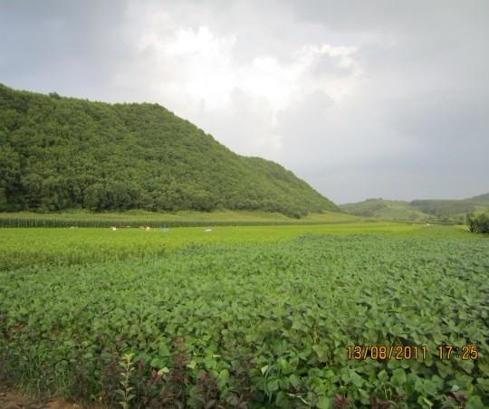 供应2013中国最畅销的北美海棠苗木系列现已预定-辽宁恒生苗圃图片