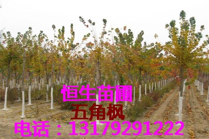 供應(yīng)遼寧紫葉稠李價格￥吉林大葉柄紫葉李-2013年秋彩葉綠化苗木價格