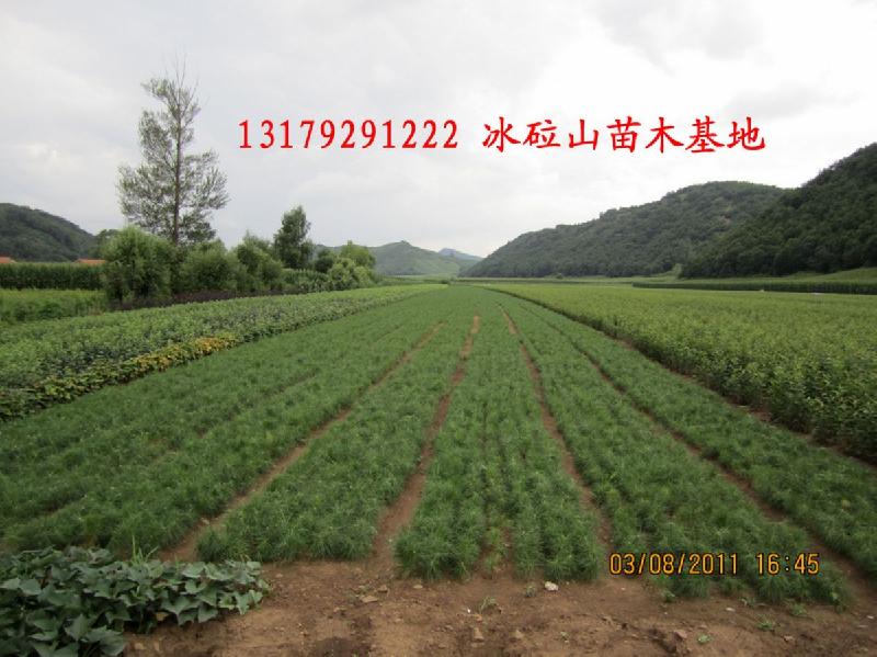 供應(yīng)樟子松1-2年苗
