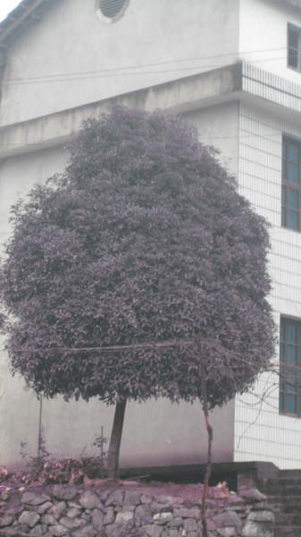 廣玉蘭苗木圖片/廣玉蘭苗木樣板圖 (3)