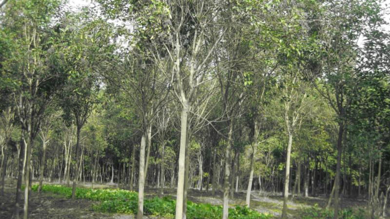 供應(yīng)香樟欒樹廣玉蘭枇杷苗木基地