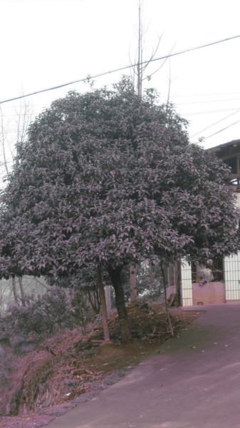 供应香樟栾树广玉兰苗木报价