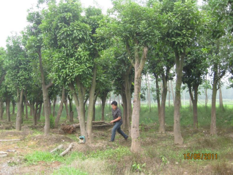 湖北香樟欒樹廣玉蘭枇杷苗木圖片