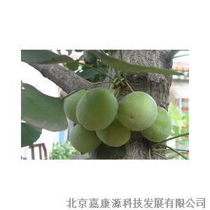 供应银杏提取物︱北京惠康源生物科技有限公司图片