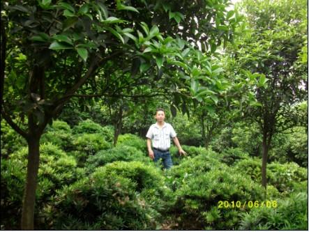 罗汉松种植基地图片