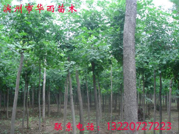 白蠟圖片