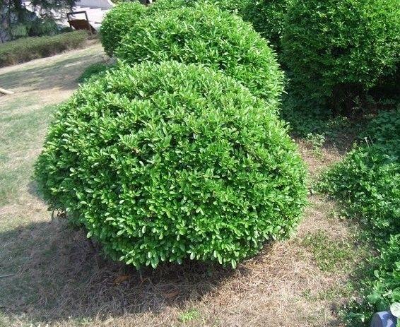 大葉黃楊苗圖片/大葉黃楊苗樣板圖 (2)