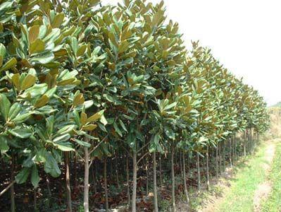 沭陽廣玉蘭基地圖片