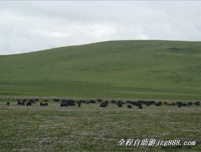 成都到九寨沟旅游包车租车旅游服务厂家