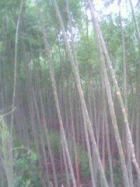 山西供應(yīng)批發(fā)速生法桐圖片