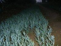 山西占地苗經(jīng)銷商圖片