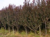 供應(yīng)山西花椒苗-山西花椒苗價格-山西花椒苗批發(fā)