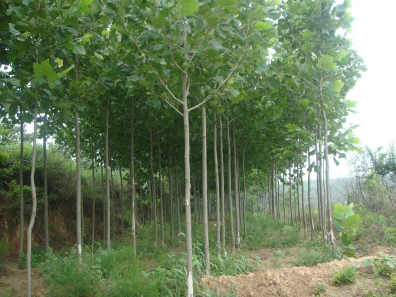 供應(yīng)山西速生法桐價(jià)格
