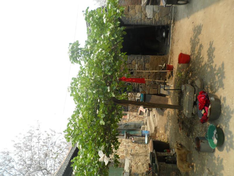 供應(yīng)黃驊冬棗苗生產(chǎn)基地