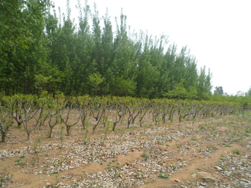 供應(yīng)黃驊冬棗苗生產(chǎn)基地