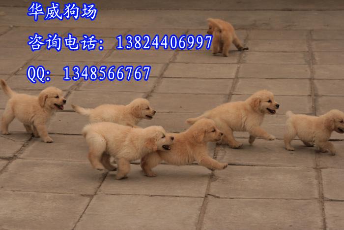 广州金毛犬图片/广州金毛犬样板图 (3)