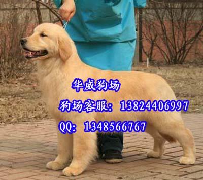 广州市广州哪里有卖纯种金毛犬金毛犬价格厂家