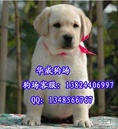 供应东莞什么地方有卖奶白色拉布拉多犬