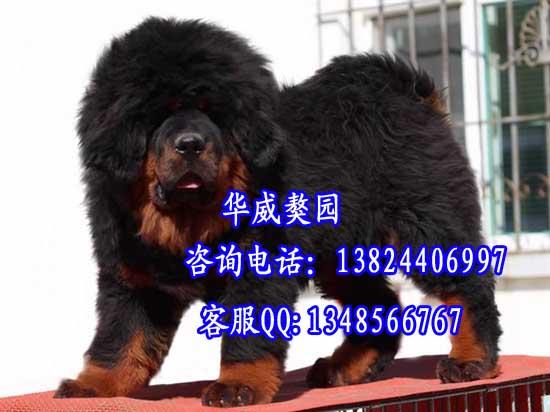 佛山什么地方有卖藏獒犬图片