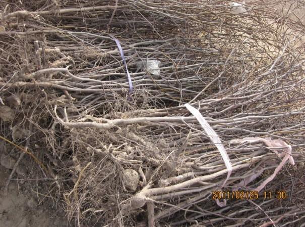 供應(yīng)地徑0.8-1公分棗樹(shù)苗