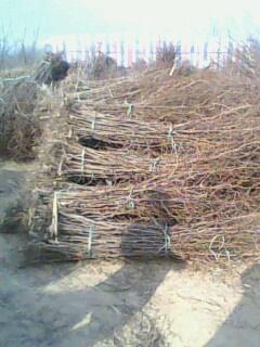 供應(yīng)地徑0.8-1公分棗樹(shù)苗