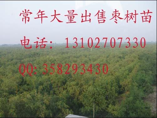 供應(yīng)地徑0.8-1公分棗樹(shù)苗