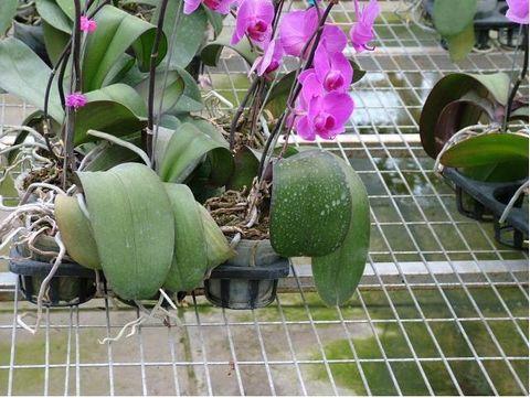 供應(yīng)溫室鋅苗床網(wǎng)定做、溫室苗床網(wǎng)批發(fā)、溫室苗床網(wǎng)價(jià)格