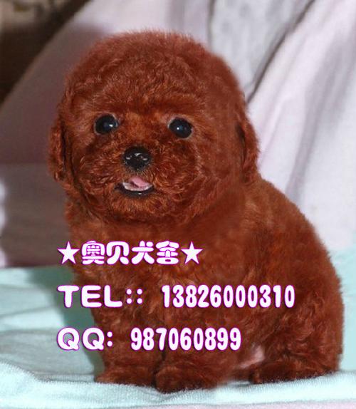 纯种贵宾犬广州什么地方有卖贵宾犬图片