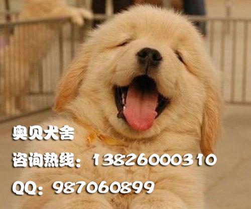 广州边度有卖金毛犬哪里有卖金毛犬图片