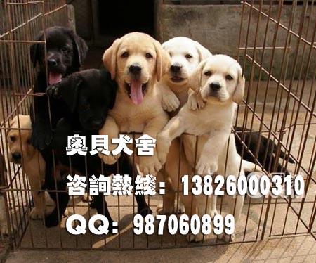 拉布拉多广州拉布拉多犬拉布拉多 广州拉布拉多犬广州哪里有卖拉布拉多犬出售纯种拉布拉多狗