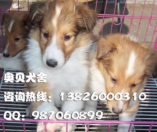 供应广州什么地方有卖纯种苏格兰牧羊犬广州哪里有卖纯种苏格兰牧羊犬