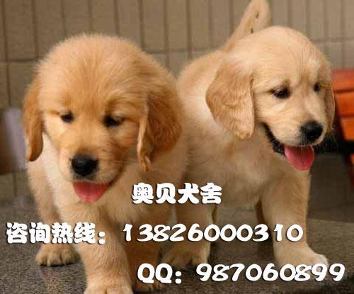 广州金毛犬哪里有卖金毛巡回犬广州哪里有卖金毛犬 广州边度有卖金毛