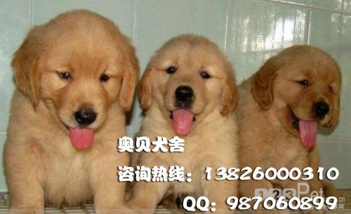 黄金毛犬广州哪里有卖纯种金毛犬幼犬广州什么地方有卖黄金金毛狗小狗图片