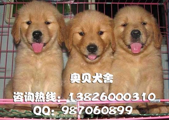 广州哪里有卖金毛犬广州金毛犬价格图片