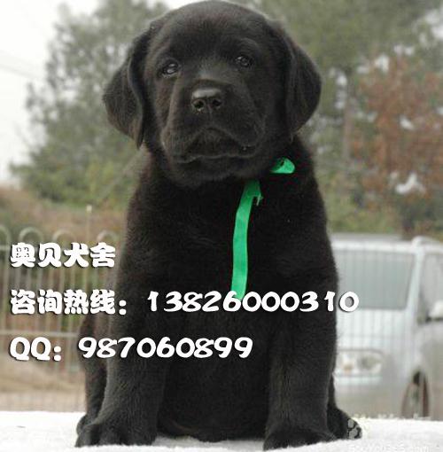 黑色拉布拉多导盲犬幼犬图片