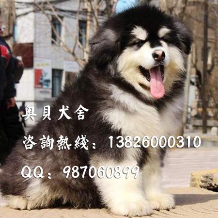 阿拉斯加犬价格多少广州哪里有卖狗图片