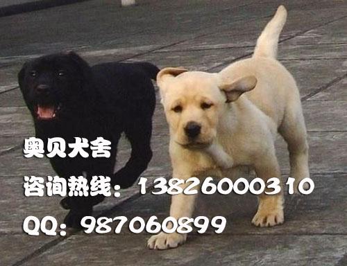 广州市拉布拉多广州拉布拉多犬厂家拉布拉多 广州拉布拉多犬广州哪里有卖拉布拉多犬出售纯种拉布拉多狗