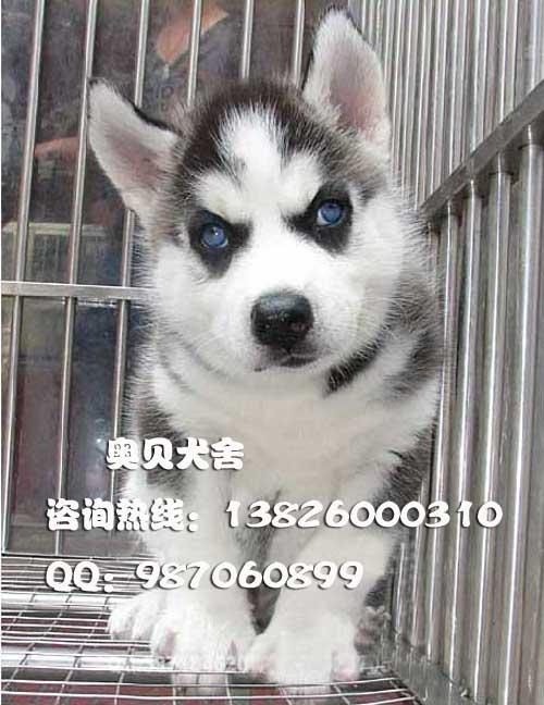 广州哪里有卖哈士奇犬 广州雪橇犬 广州哈士奇什么地方有卖哈士奇犬