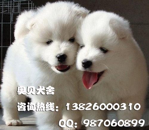 广州哪里有卖纯种萨摩犬价格多少图片