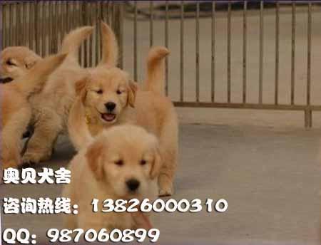 广州边度有卖金毛犬哪里有卖金毛犬广州边度有卖金毛犬哪里有卖金毛犬哪里有卖纯种金毛 纯种金毛多少钱