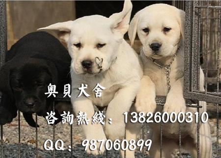 广东广州广州哪里有卖拉布拉多犬买图片