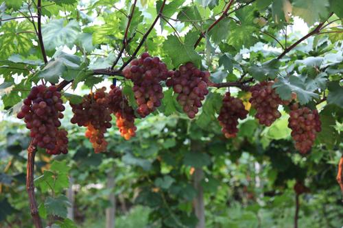 咸陽紅巴拉多葡萄苗種植基地|咸陽葡萄苗批發(fā)|咸陽紅巴拉多葡萄苗哪家便宜