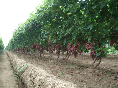 供應(yīng)京優(yōu)二號(hào) 京優(yōu)二號(hào)葡萄 京優(yōu)二號(hào)葡萄苗 葡萄苗 嫁接核桃苗