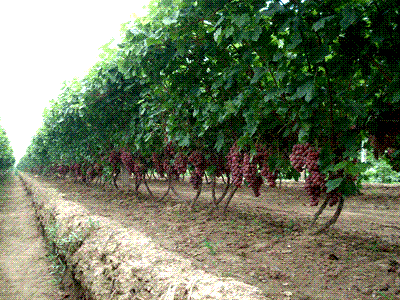 供應(yīng)京優(yōu)二號(hào) 京優(yōu)二號(hào)葡萄 京優(yōu)二號(hào)葡萄苗 葡萄苗 嫁接核桃苗